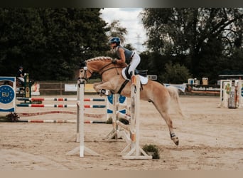 Haflinger, Caballo castrado, 7 años, 155 cm, Alazán
