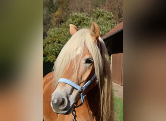 Haflinger, Caballo castrado, 7 años, 156 cm, Alazán
