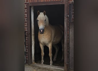 Haflinger, Caballo castrado, 7 años, 163 cm, Alazán