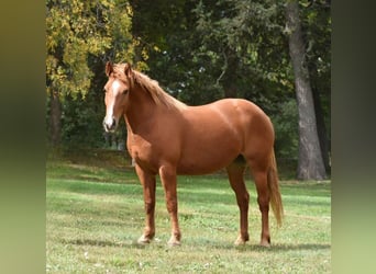 Haflinger, Caballo castrado, 7 años, Alazán rojizo