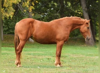 Haflinger, Caballo castrado, 7 años, Alazán rojizo