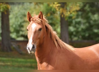 Haflinger, Caballo castrado, 7 años, Alazán rojizo