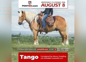 Haflinger Mestizo, Caballo castrado, 8 años, 130 cm, Alazán rojizo