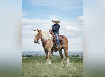 Haflinger Mestizo, Caballo castrado, 8 años, 130 cm, Alazán rojizo