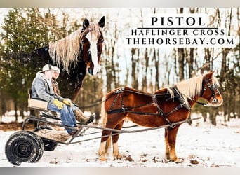 Haflinger, Caballo castrado, 8 años, 142 cm, Alazán rojizo