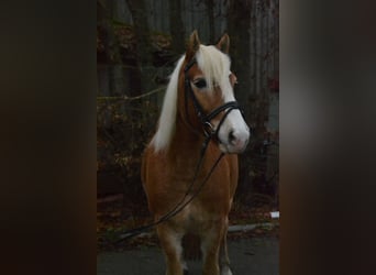 Haflinger, Caballo castrado, 8 años, 143 cm, Alazán