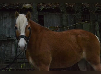 Haflinger, Caballo castrado, 8 años, 143 cm, Alazán