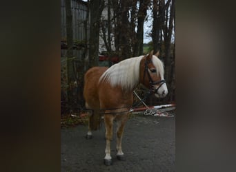 Haflinger, Caballo castrado, 8 años, 143 cm, Alazán