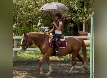 Haflinger Mestizo, Caballo castrado, 8 años, 145 cm, Alazán