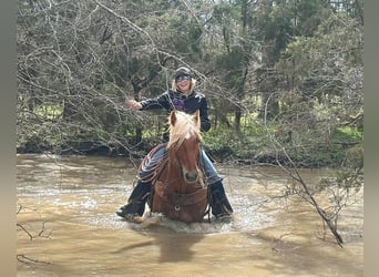 Haflinger, Caballo castrado, 8 años, 145 cm, Alazán-tostado