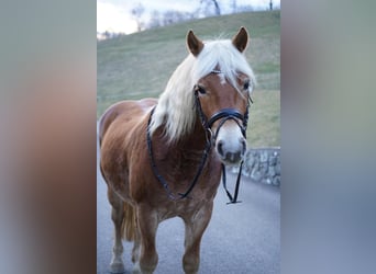 Haflinger, Caballo castrado, 8 años, 145 cm