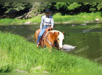 Haflinger, Caballo castrado, 8 años, 145 cm, Palomino