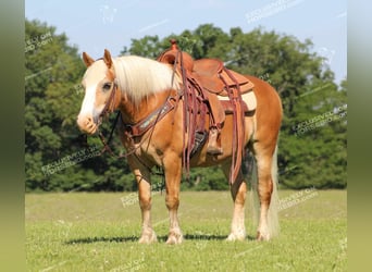 Haflinger, Caballo castrado, 8 años, 145 cm, Palomino