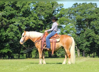 Haflinger, Caballo castrado, 8 años, 145 cm, Palomino