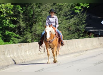 Haflinger, Caballo castrado, 8 años, 145 cm, Palomino