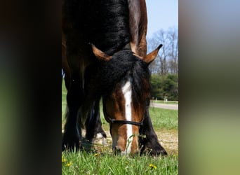 Haflinger, Caballo castrado, 8 años, 147 cm, Buckskin/Bayo