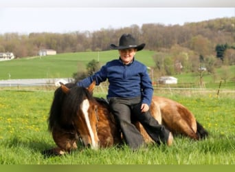 Haflinger, Caballo castrado, 8 años, 147 cm, Buckskin/Bayo