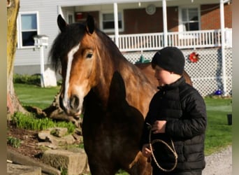 Haflinger, Caballo castrado, 8 años, 147 cm, Buckskin/Bayo