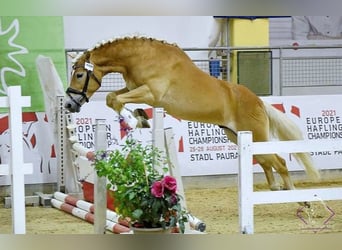 Haflinger, Caballo castrado, 8 años, 149 cm, Alazán