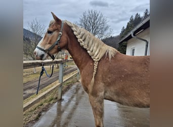 Haflinger, Caballo castrado, 8 años, 152 cm, Perlino