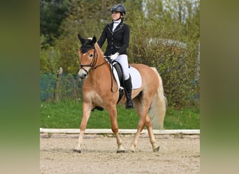 Haflinger, Caballo castrado, 8 años, 155 cm, Palomino