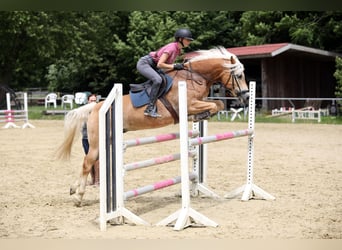 Haflinger, Caballo castrado, 8 años, 156 cm