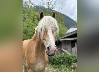 Haflinger, Caballo castrado, 8 años, 163 cm, Palomino