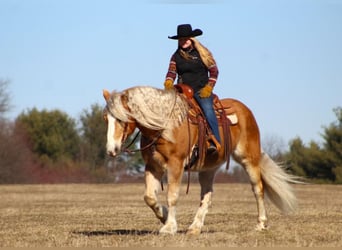 Haflinger Mestizo, Caballo castrado, 8 años, Alazán rojizo