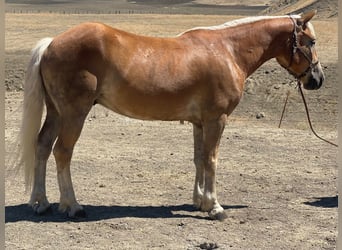 Haflinger, Caballo castrado, 8 años, Alazán rojizo