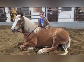 Haflinger, Caballo castrado, 8 años, Alazán-tostado