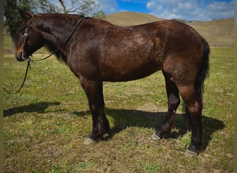 Haflinger, Caballo castrado, 8 años, Castaño rojizo