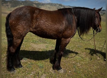 Haflinger, Caballo castrado, 8 años, Castaño rojizo