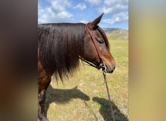 Haflinger, Caballo castrado, 8 años, Castaño rojizo