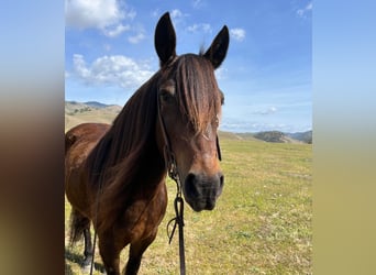 Haflinger, Caballo castrado, 8 años, Castaño rojizo