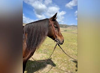 Haflinger, Caballo castrado, 8 años, Castaño rojizo