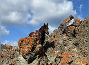 Haflinger, Caballo castrado, 8 años, Castaño rojizo