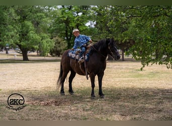 Haflinger Mestizo, Caballo castrado, 8 años, Negro