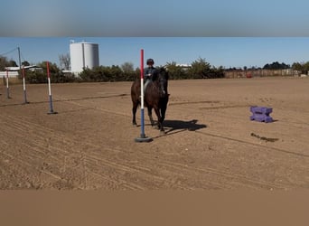 Haflinger Mestizo, Caballo castrado, 8 años, Negro
