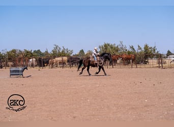 Haflinger Mestizo, Caballo castrado, 8 años, Negro