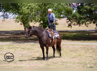 Haflinger Mestizo, Caballo castrado, 8 años, Negro