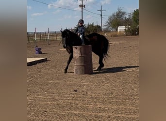 Haflinger Mestizo, Caballo castrado, 8 años, Negro