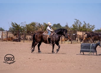 Haflinger Mestizo, Caballo castrado, 8 años, Negro