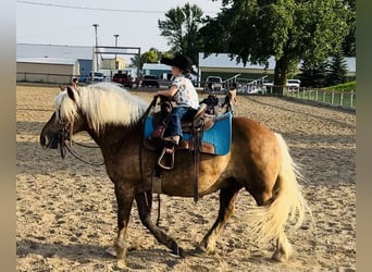 Haflinger, Caballo castrado, 9 años, 137 cm