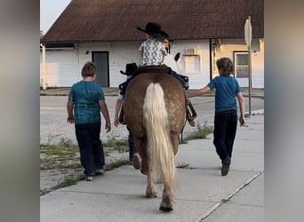 Haflinger, Caballo castrado, 9 años, 137 cm