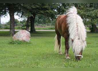 Haflinger, Caballo castrado, 9 años, 137 cm