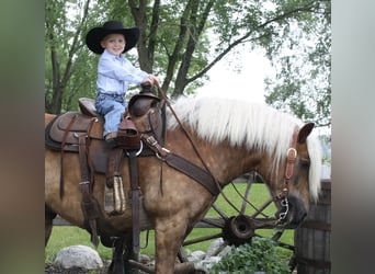 Haflinger, Caballo castrado, 9 años, 137 cm