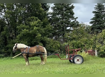 Haflinger, Caballo castrado, 9 años, 137 cm