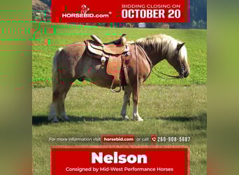 Haflinger, Caballo castrado, 9 años, 137 cm, Ruano alazán