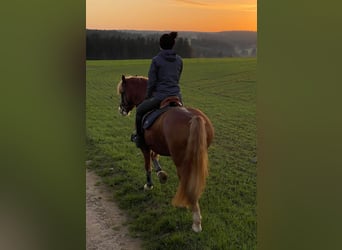 Haflinger Mestizo, Caballo castrado, 9 años, 145 cm, Bayo