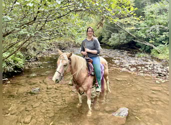Haflinger Mestizo, Caballo castrado, 9 años, 145 cm, Palomino